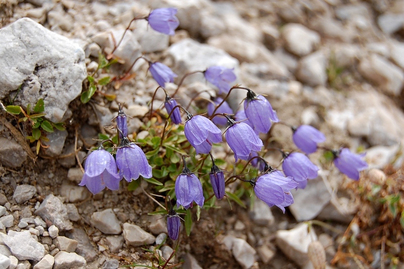 La Bocca del Tuckett - Dolomiti di Brenta